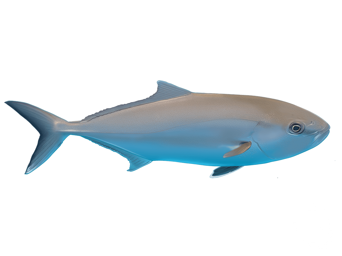Greater Amberjack